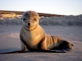 Southern Fur Seal