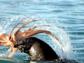 Southern Fur Seal