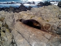 Southern Fur Seal
