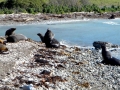 Southern Fur Seal