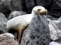 Southern Fur Seal