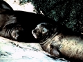 Southern Fur Seal