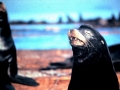 Southern Fur Seal