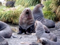 Southern Fur Seal