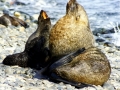 Southern Fur Seal