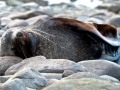 Southern Fur Seal