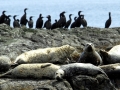 Southern Fur Seal