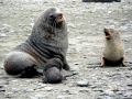 Southern Fur Seal