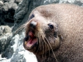 Southern Fur Seal