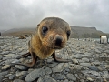 Antarctic Fur Seal