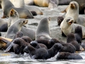 Southern Fur Seal