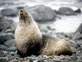 Antarctic Fur Seal