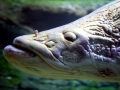 Arapaima