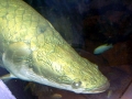 Arapaima