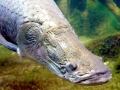 Arapaima