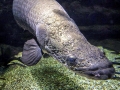 Arapaima