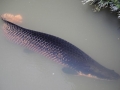 Arapaima