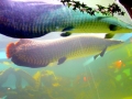 Arapaima