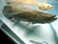 Arapaima