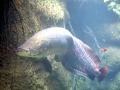 Arapaima