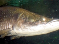 Arapaima