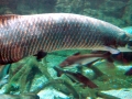 Arapaima