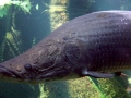 Arapaima