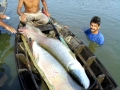 Arapaima
