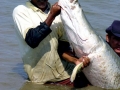 Arapaima