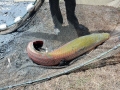 Arapaima