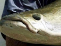 Arapaima