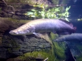 Arapaima