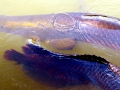Arapaima