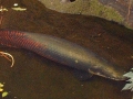 Arapaima