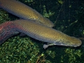 Arapaima