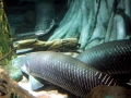 Arapaima