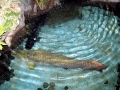 Arapaima