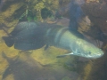 Arapaima