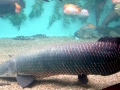 Arapaima