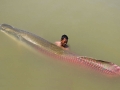 Arapaima