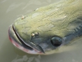 Arapaima