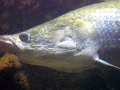 Arapaima