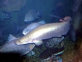 Arapaima