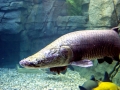 Arapaima