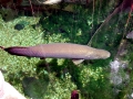 Arapaima