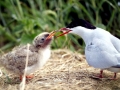 Arctic Tern