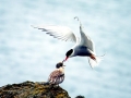 Arctic Tern