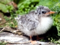 Arctic Tern