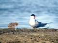 Arctic Tern