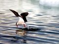 Arctic Tern